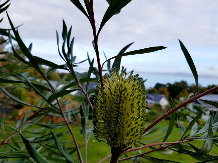 banksia.jpg