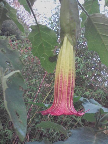 Brugmansia sanguinea