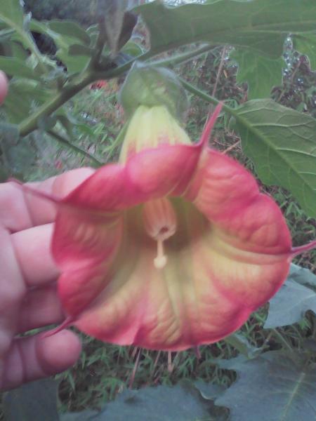 Brugmansia sanguinea