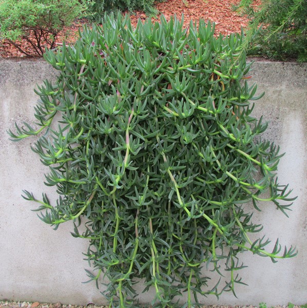 carpobrotus (Copier).JPG