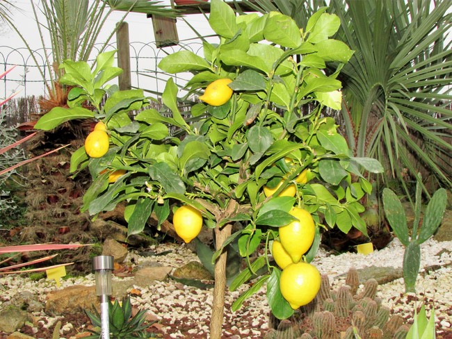 citrus lemon fino.JPG