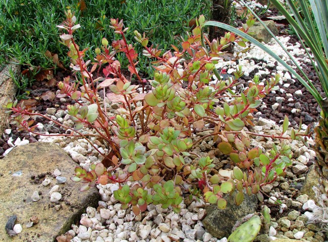 kalanchoe tessa (Copier).JPG