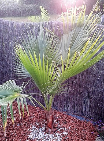 washingtonia robusta (Copier).JPG