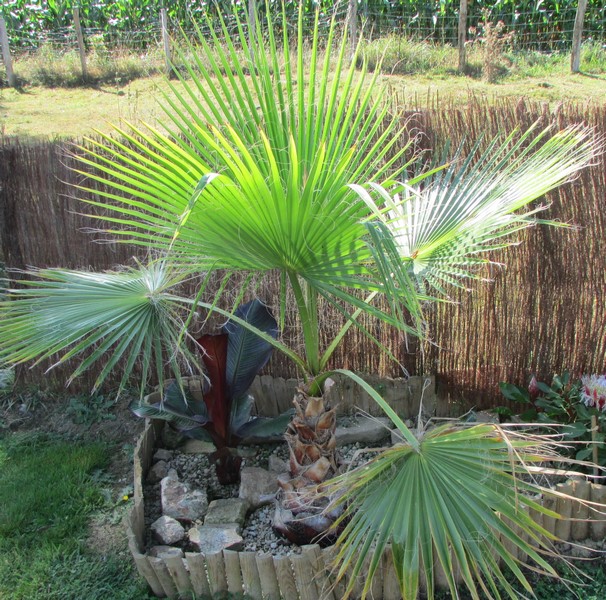 washingtonia robusta 1 (Copier).JPG