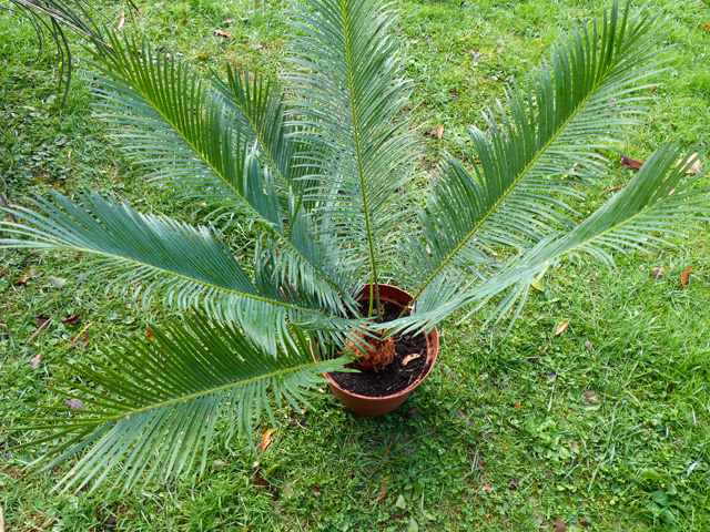 Cycas panzhihuaensis