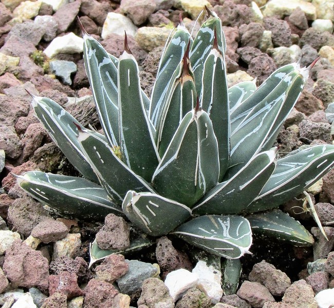 agave victoria reginae (Copier).JPG