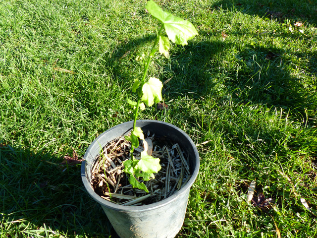 Abutilon megapotamicum