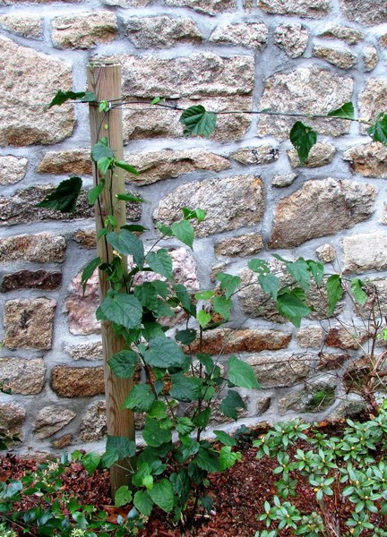 abutilon megapotamicum (Copier).JPG