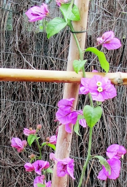 flo bougainville specto glabra (Copier).JPG