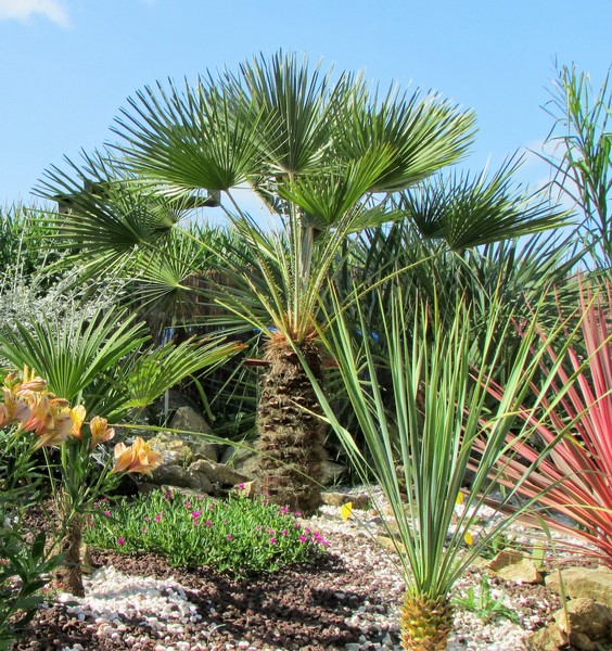 chamaerops humilis (Copier).JPG