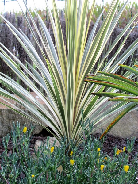 cordyline torbay dazler (Copier).JPG