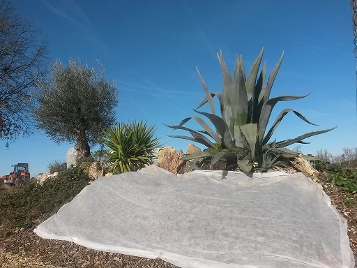 Agave , yucca d'intérieur en acclimatation depuis 3 ans