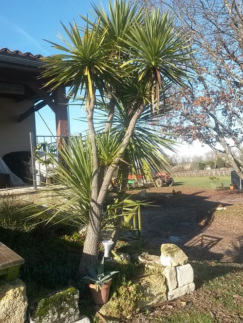 le Dracena