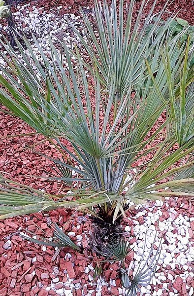 chamaerops humilis cerifera (Copier).JPG