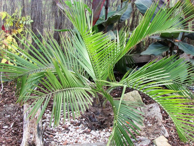 jubaea chilensis (Copier).JPG