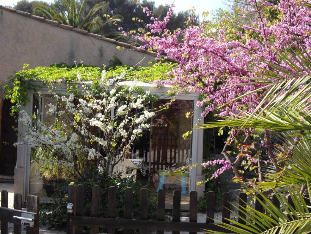 Arbre de Judée et sa forme blanche