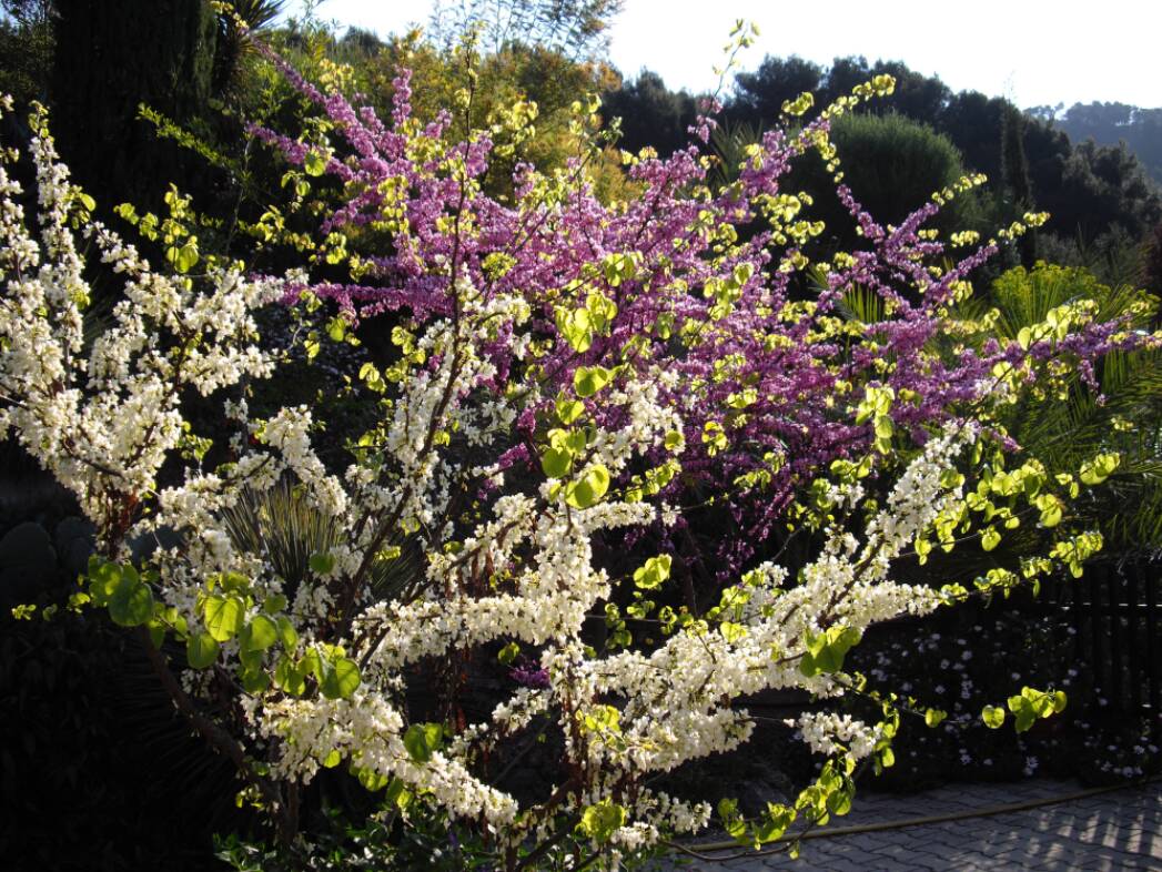 Les arbres de Judée (cercis siliquastrum)