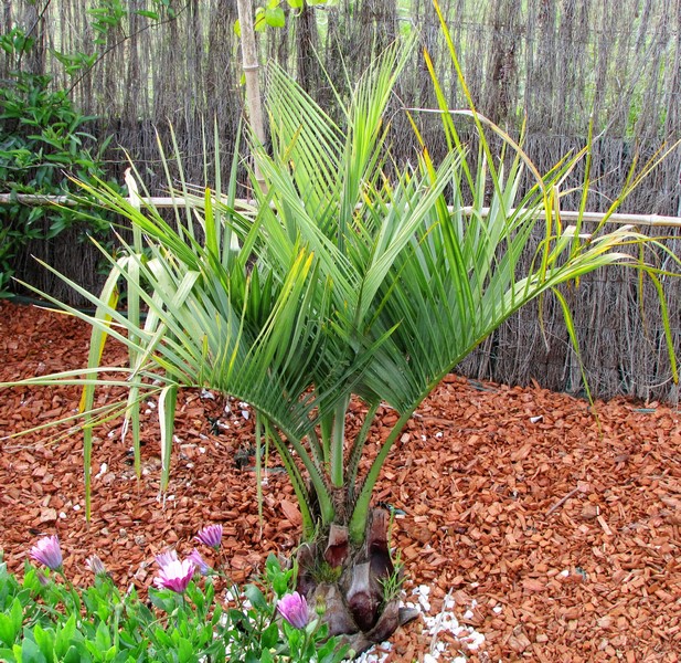 butia odorata vert (Copier).JPG