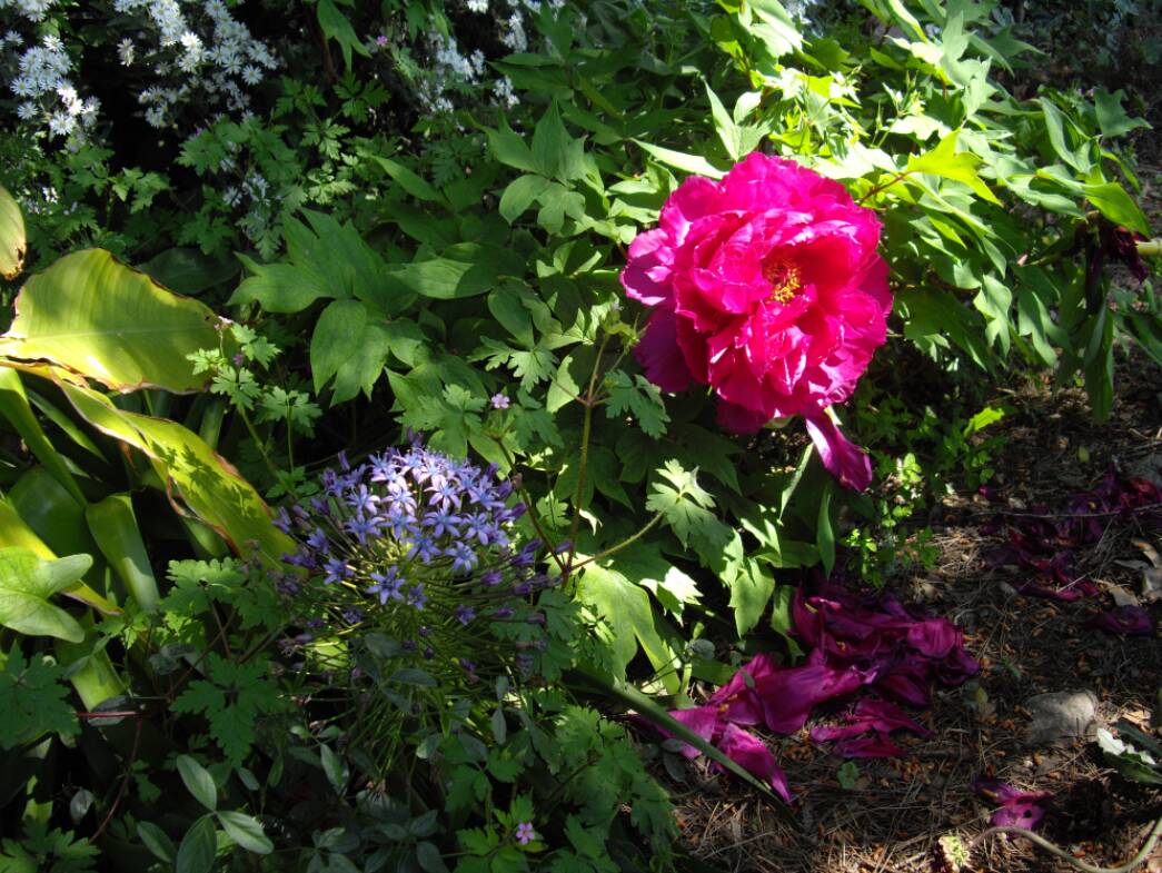 Pivoine arborescente et scille du Pérou (mais qui ne vis pas là bas !)