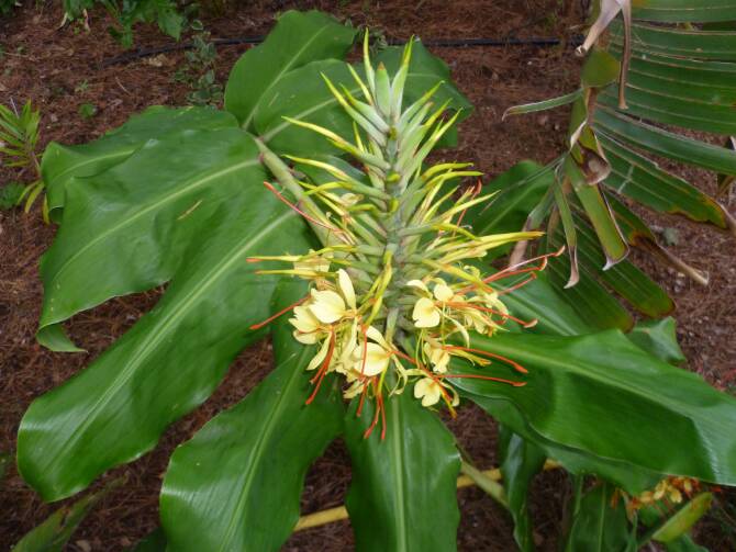 Hedychium gardnerianum