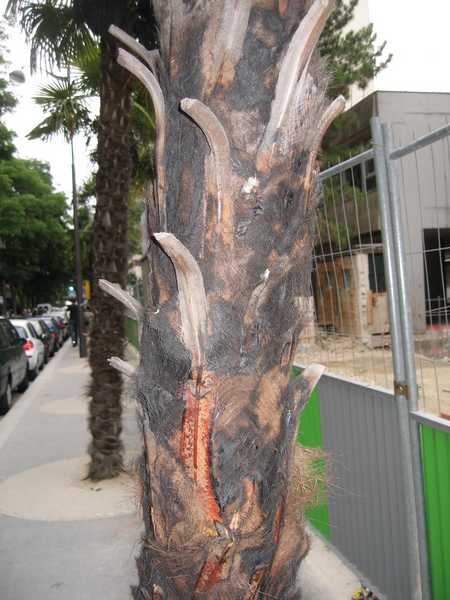 Détail d'un stipe brÃ»lé par les flammes. Le coeur n'a pas été touché.