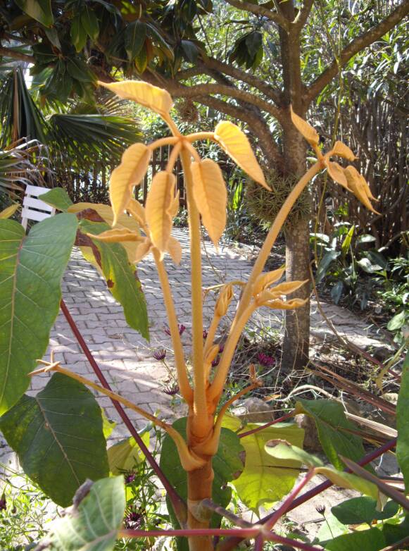 Tomentum persistant longtemps sur les nouvelles feuilles de Schefflera macrophylla