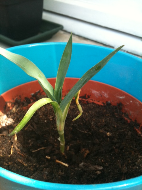 yucca3.JPG