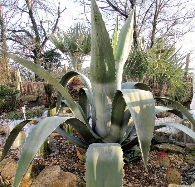 agave americana (Copier).JPG