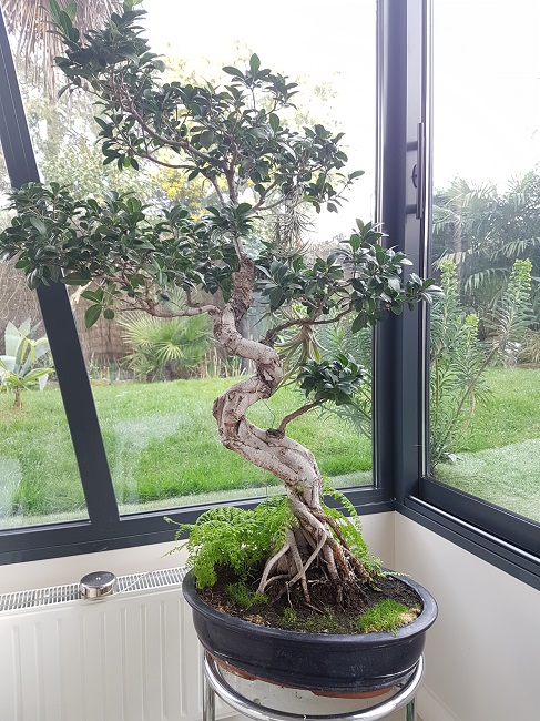 Bonsai 23022017.jpg