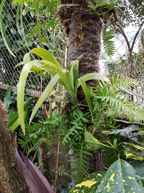 Epiphytes 18122016 (3).jpg