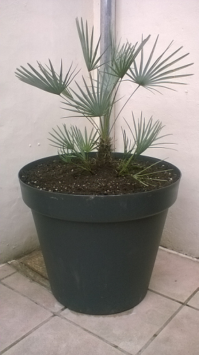 Chamaerops humilis 'cerifera'