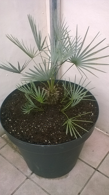 Chamaerops humilis 'cerifera'