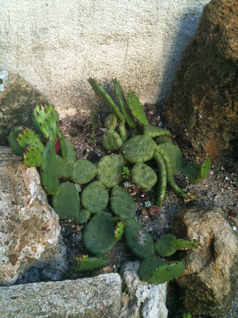 Opuntia humifusa.JPG