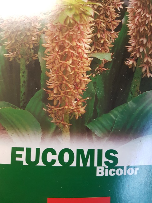 Eucomis (2).jpg