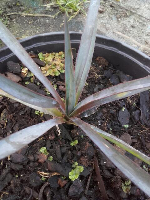 yucca linearifolia forme bleue X Yucca treculeana var. canaliculata.jpeg