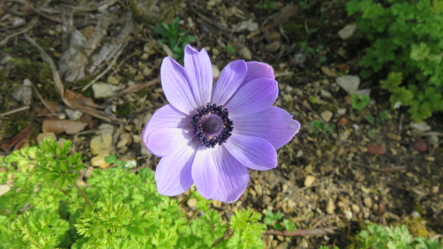 Anemone  coronaria