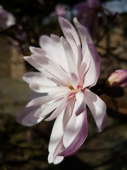 Magnolias Nantes mars 2017 (17).jpg