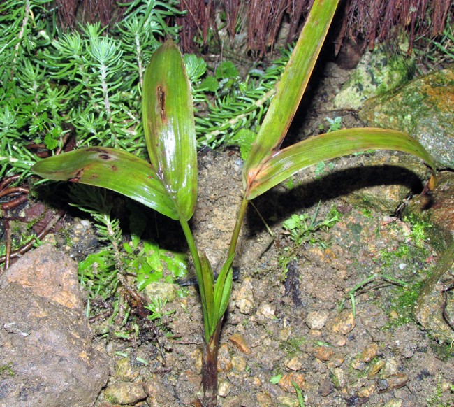 chamaedorea radicalis 1 (Copier).JPG