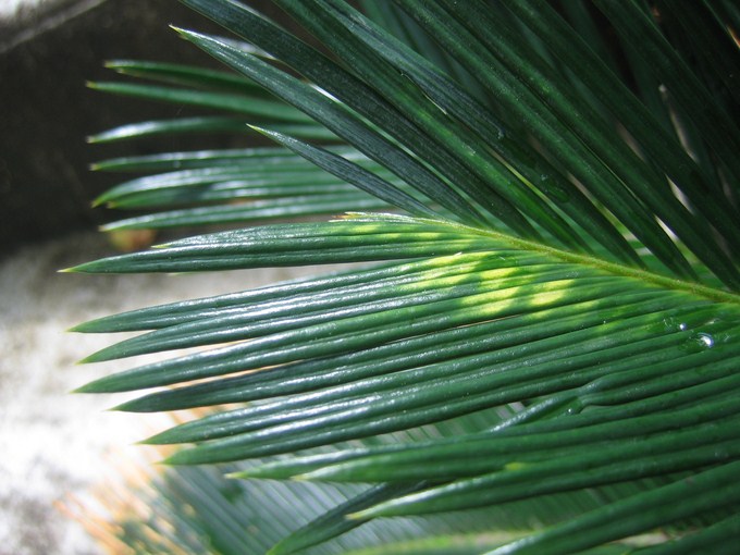 cycas revo aurea  (2) [680x640].JPG