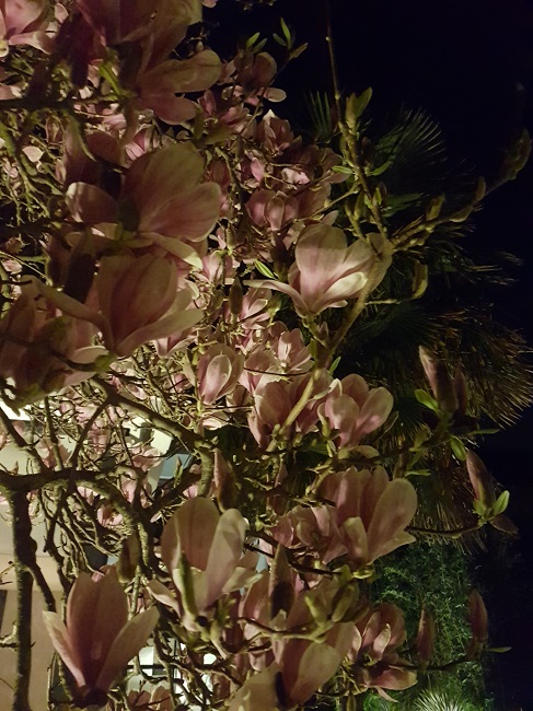 Magnolias by night mars 2017 (1).jpg