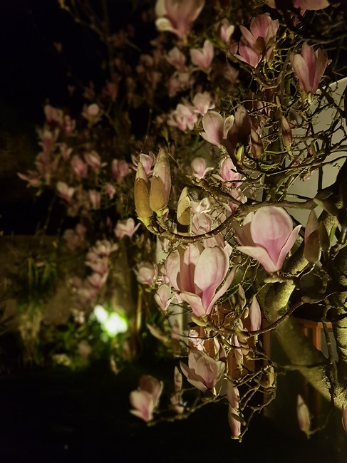 Magnolias by night mars 2017 (6).jpg