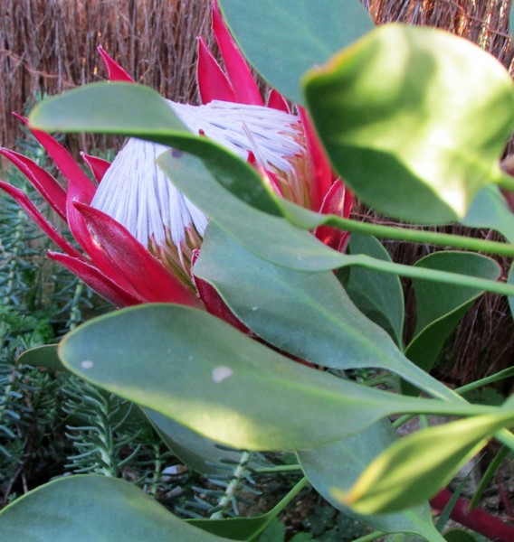 protea cynaroides  little. p (Copier).JPG