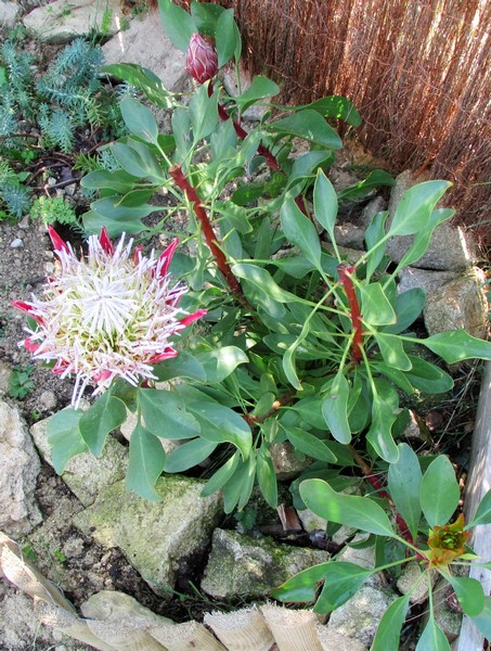 protea cynaroides little prince (Copier).JPG