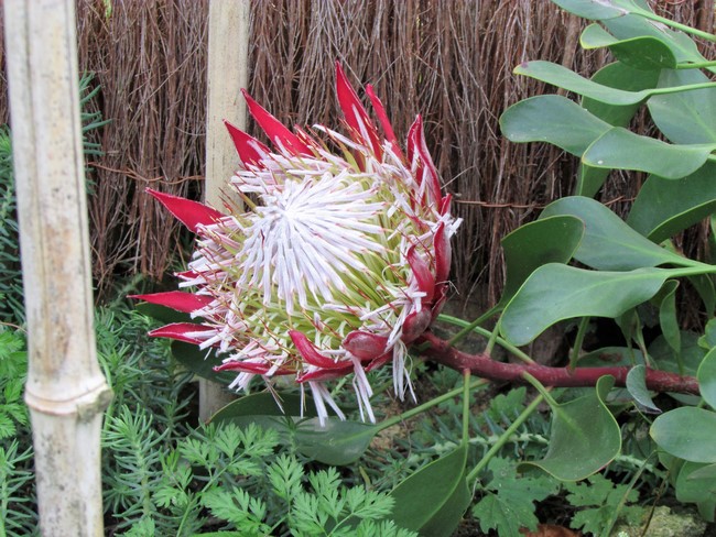 protea decembre (Copier).JPG