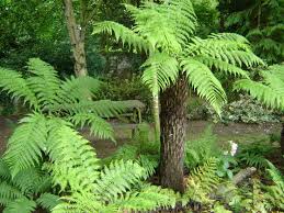 tree fern.jpg