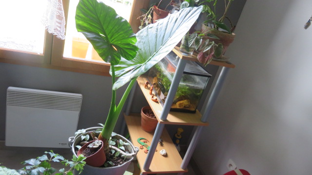 alocasia macrorrhiza