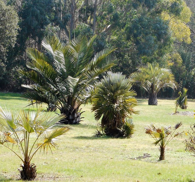 jubaea+trithrinax campestris+butia odorata (Copier).JPG