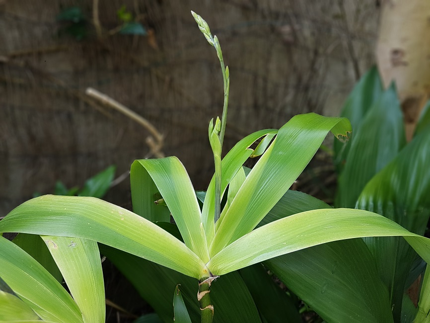 Iris confusa mars 2017 (5).jpg