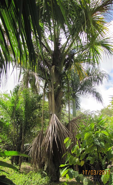 Le Mauritia flexuosa devient impressionant!.jpg