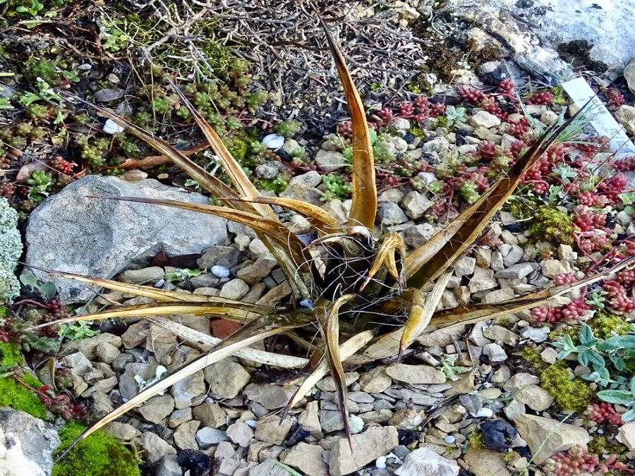 Agave filifera.jpg